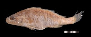 Media type: image;   Ichthyology 10808 Description: photograph;  Aspect: lateral
